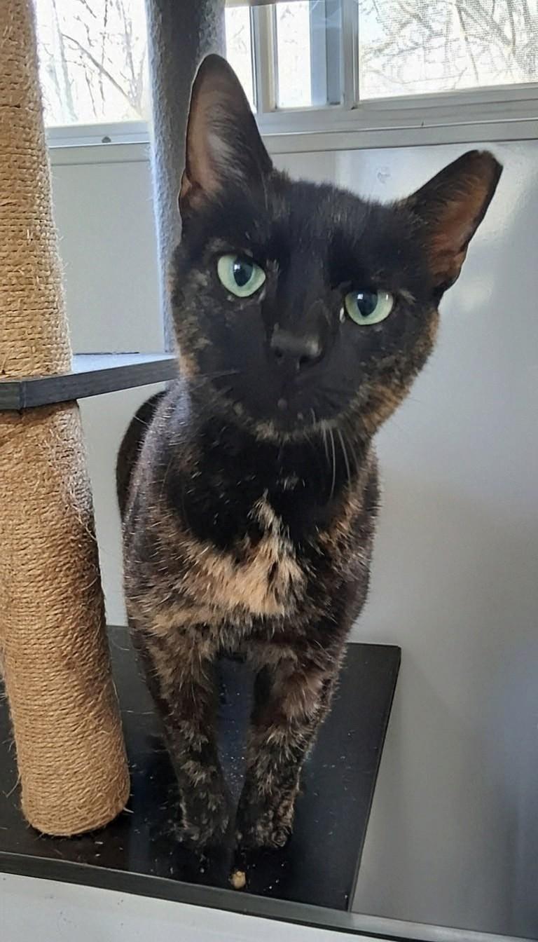 Enlarge Rosie , a Adoptable Domestic Short Hair in Charleston, SC image 4/6