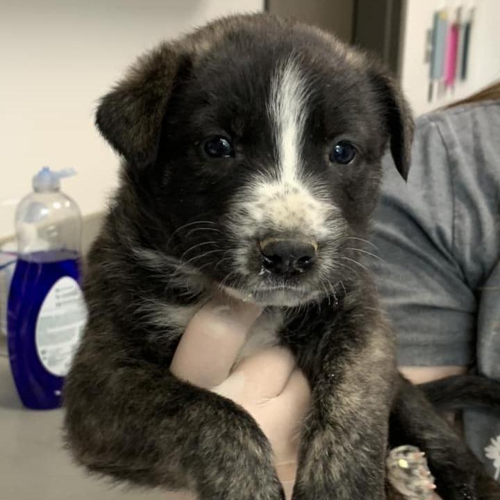 Ray, Adoptable, Puppy Male Shepherd & Retriever.