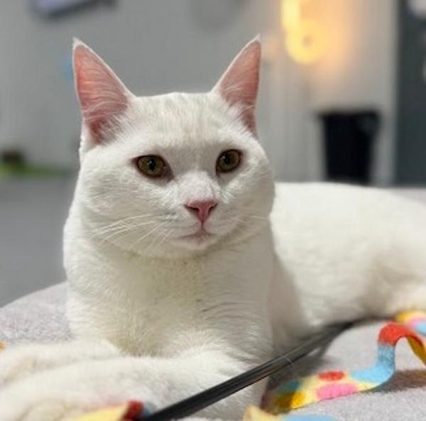 Enlarge FRIDAY, an adopted mixed breed in Madison, WI image 2/3