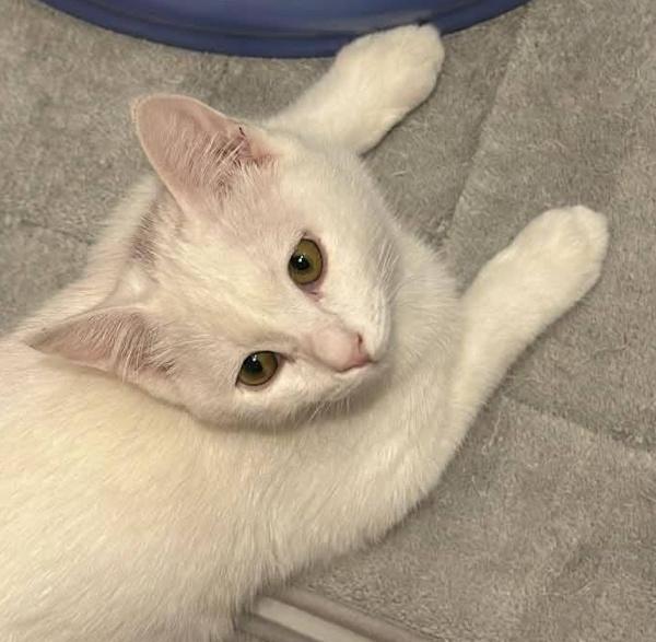 Enlarge FRIDAY, an adopted mixed breed in Madison, WI image 3/3