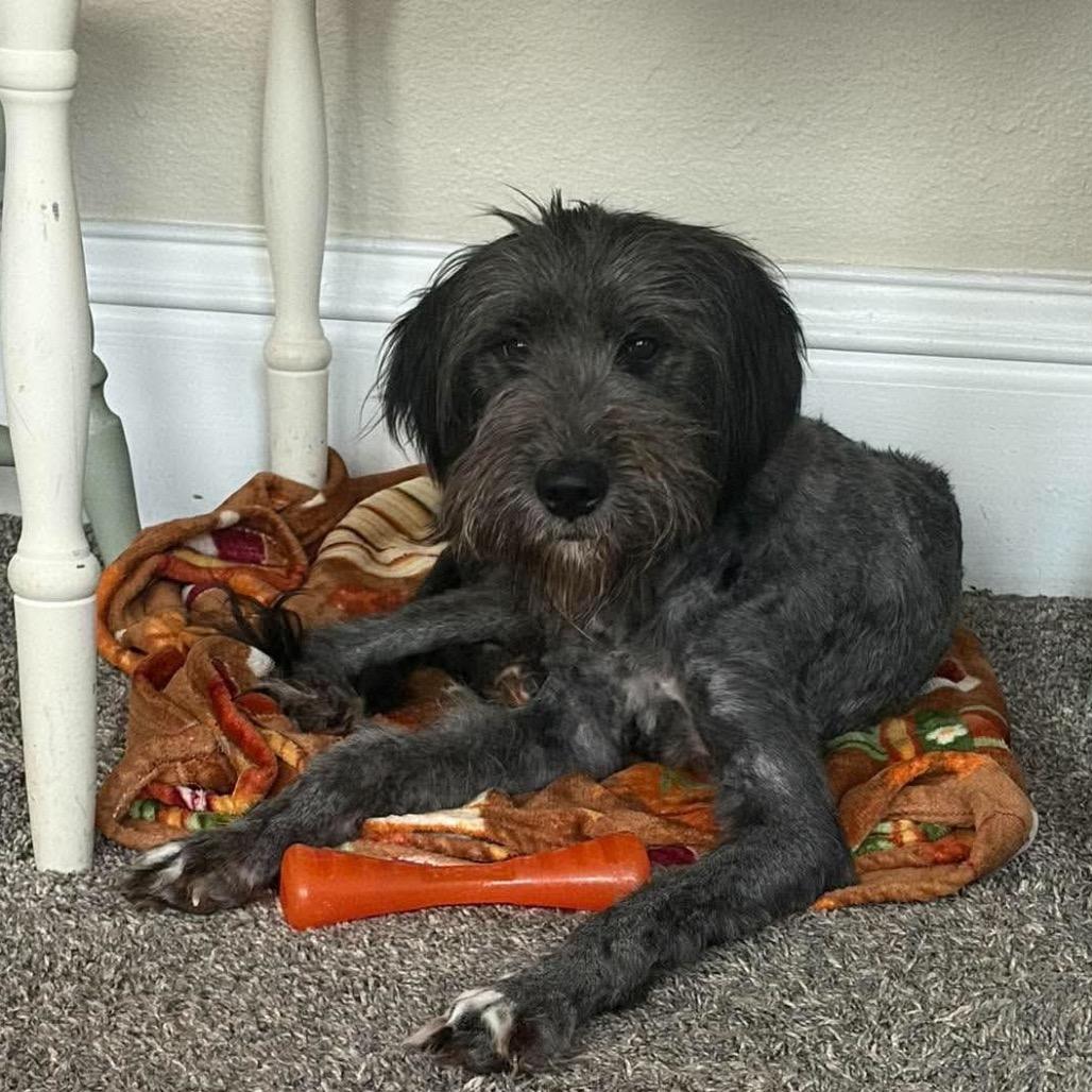 Oksana, Adoptable, Young Female Standard Poodle & Wirehaired Terrier.