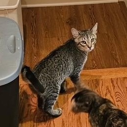 Enlarge Dunbar, a Adoptable mixed breed in Lombard, IL image 3/6