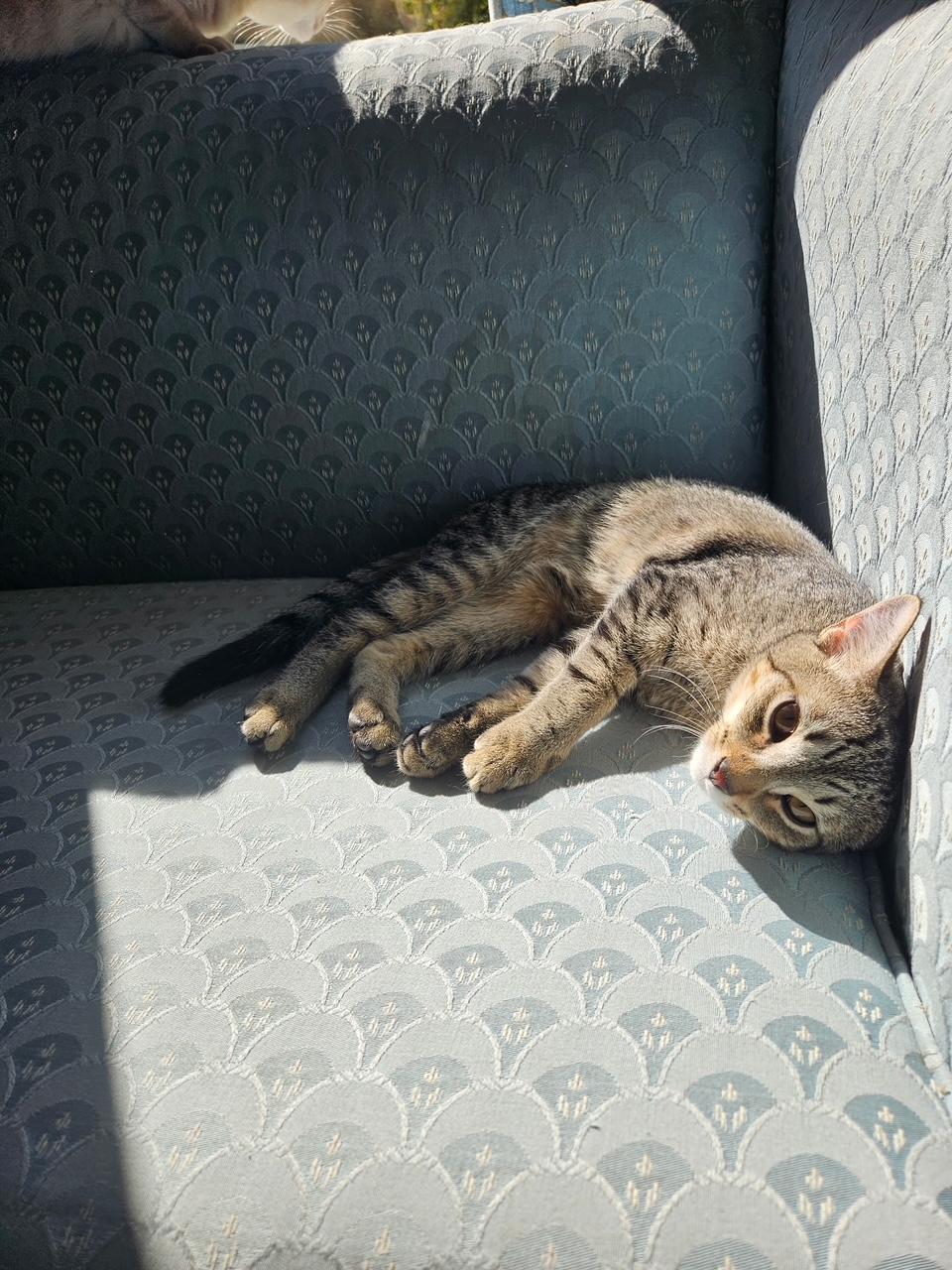 Enlarge Dunbar, a Adoptable mixed breed in Lombard, IL image 5/6