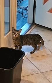 Enlarge Dunbar, a Adoptable mixed breed in Lombard, IL image 4/6