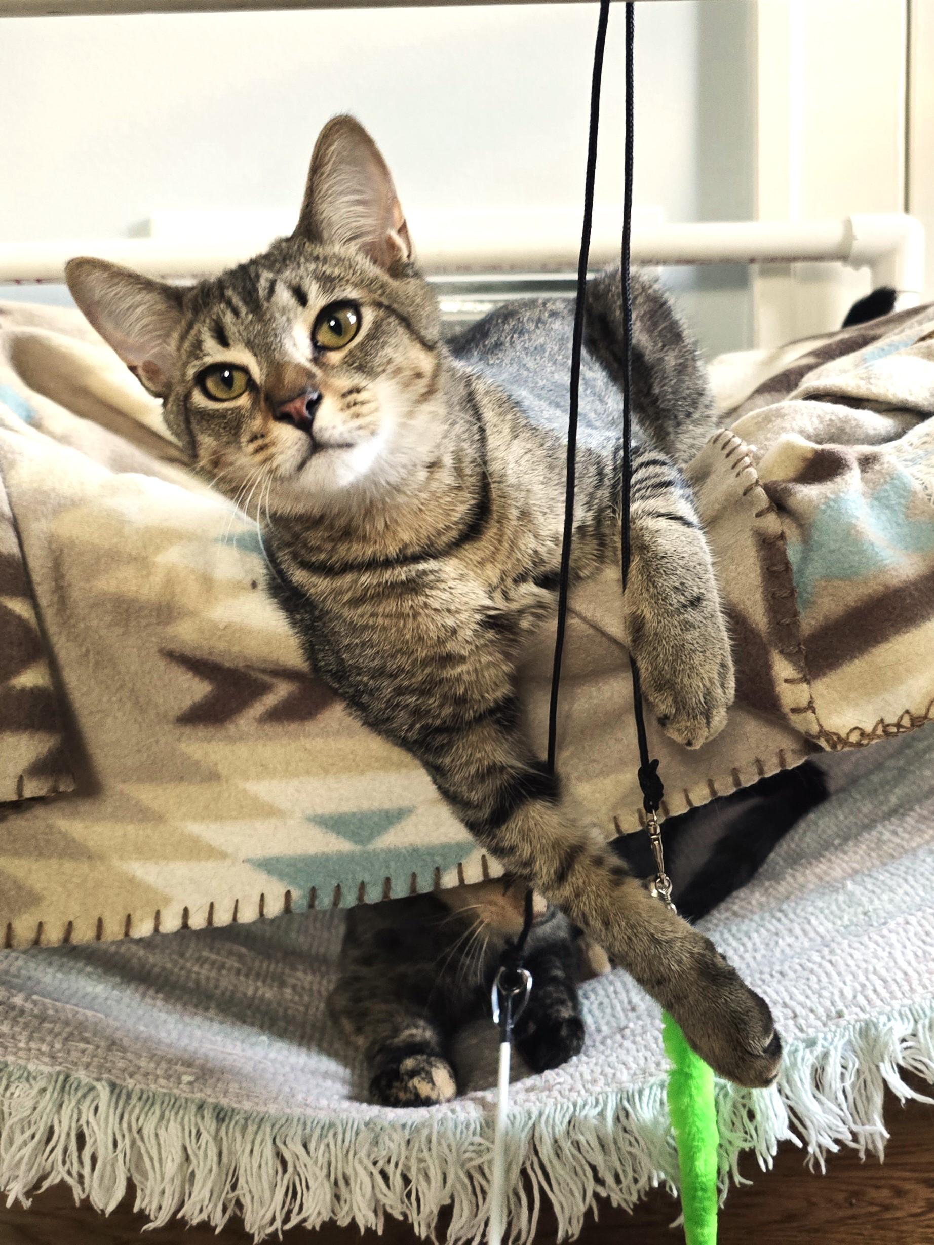 Dunbar, Adoptable, Kitten Male Tabby & Domestic Short Hair.