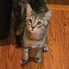 Dunbar, Adoptable, Kitten Male Tabby & Domestic Short Hair.