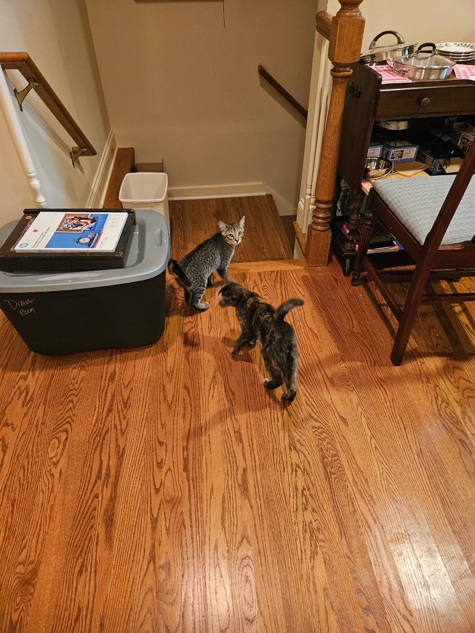 Enlarge Dunbar, a Adoptable mixed breed in Lombard, IL image 6/6