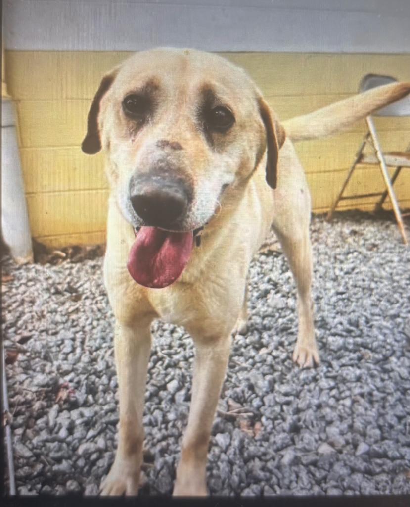 Enlarge Cooper, a Adoptable mixed breed in Burnsville, NC image 1/1