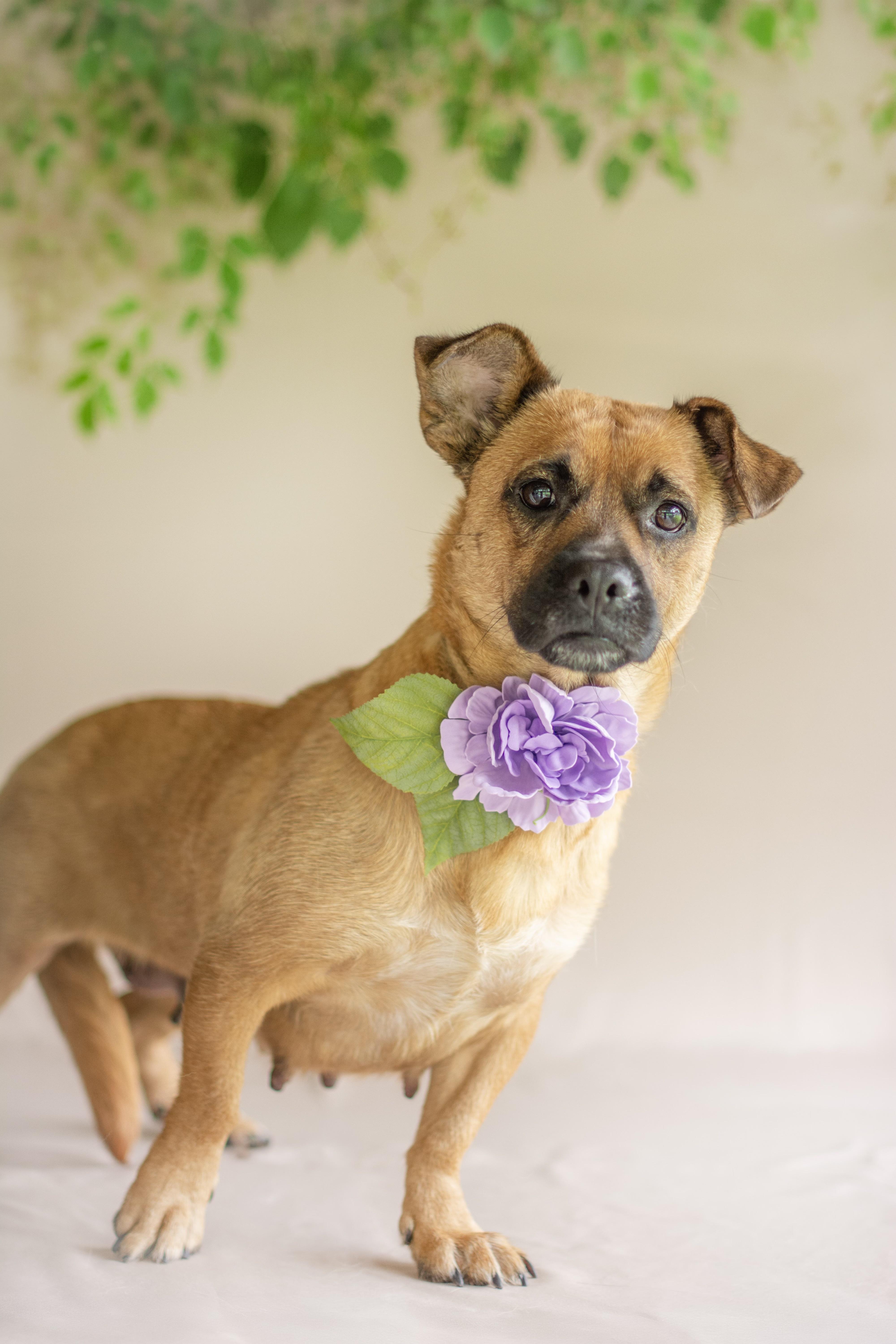 Enlarge Chiquita, a ADOPTABLE mixed breed in Indianapolis, IN image 1/1