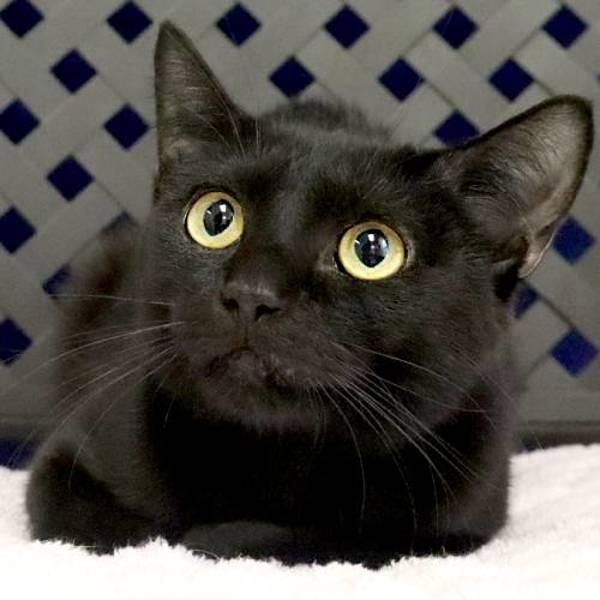 Ophelia, Adoptable, Young Female Domestic Short Hair.