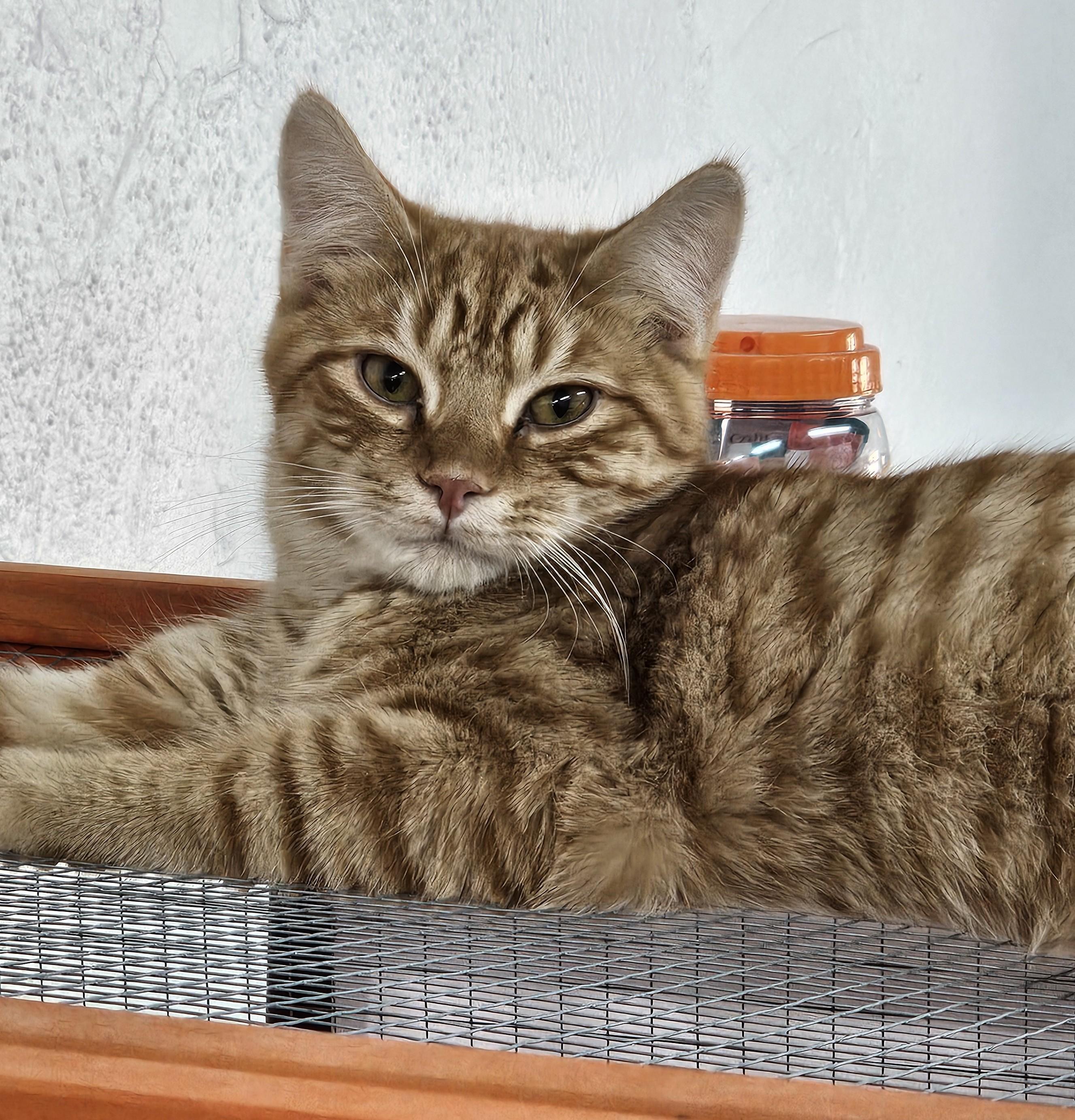 Papaya, Adoptable, Kitten Male Domestic Short Hair.