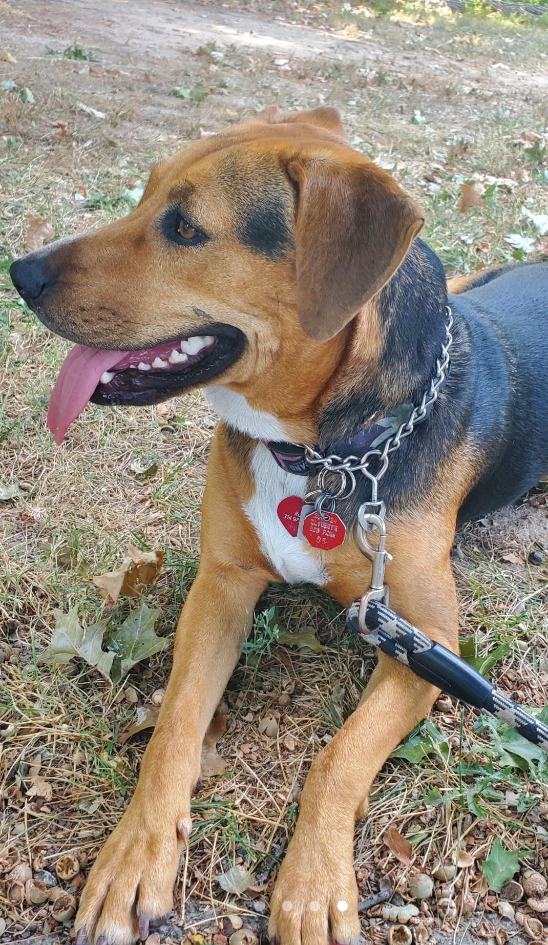 Ruby, a ADOPTABLE mixed breed in St. Louis, MO image 3/3