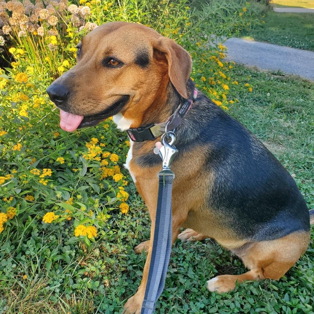 Ruby, ADOPTABLE, Young Male Beagle & Foxhound.