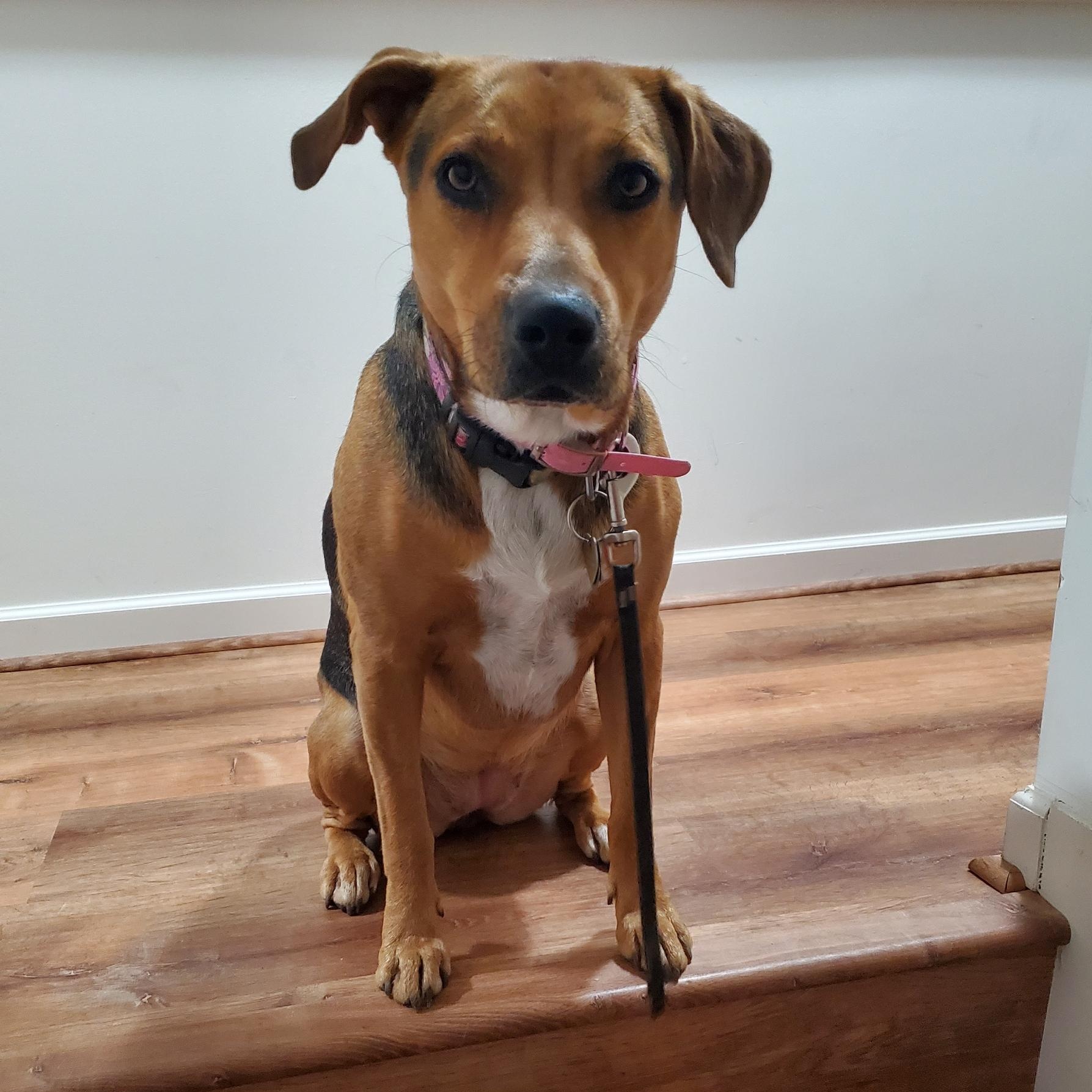 Ruby, a ADOPTABLE mixed breed in St. Louis, MO image 2/3