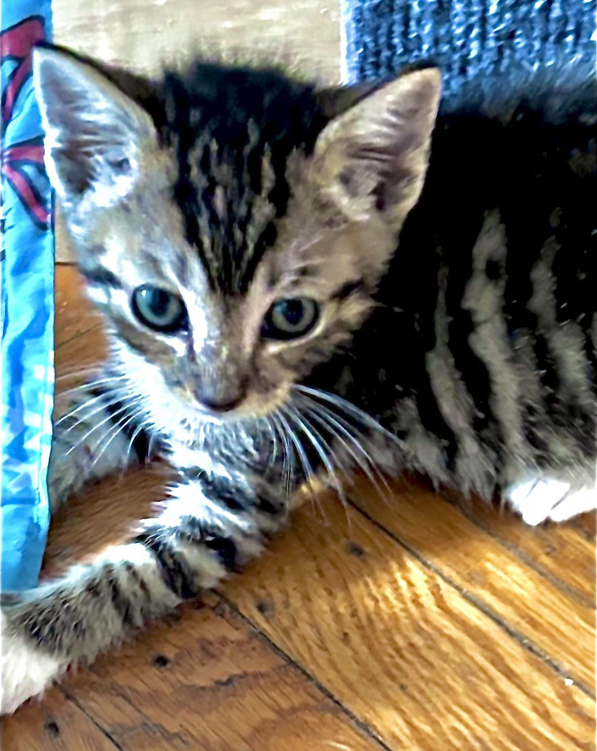 Sunny, ADOPTABLE, Kitten Female Tabby.