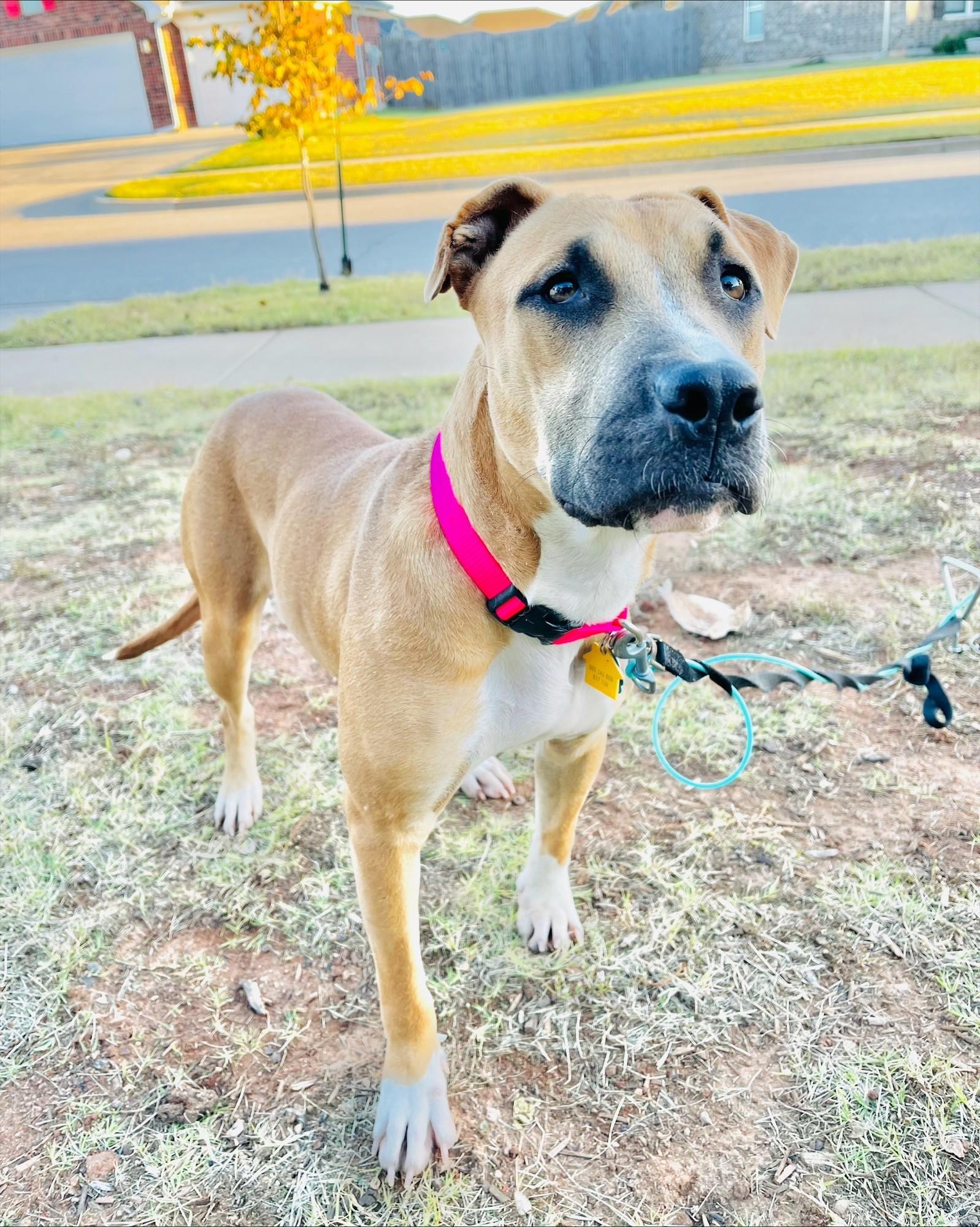 CALI 464442 FosterHomeHousebrokenCrateTrainedLovesDogsKids!