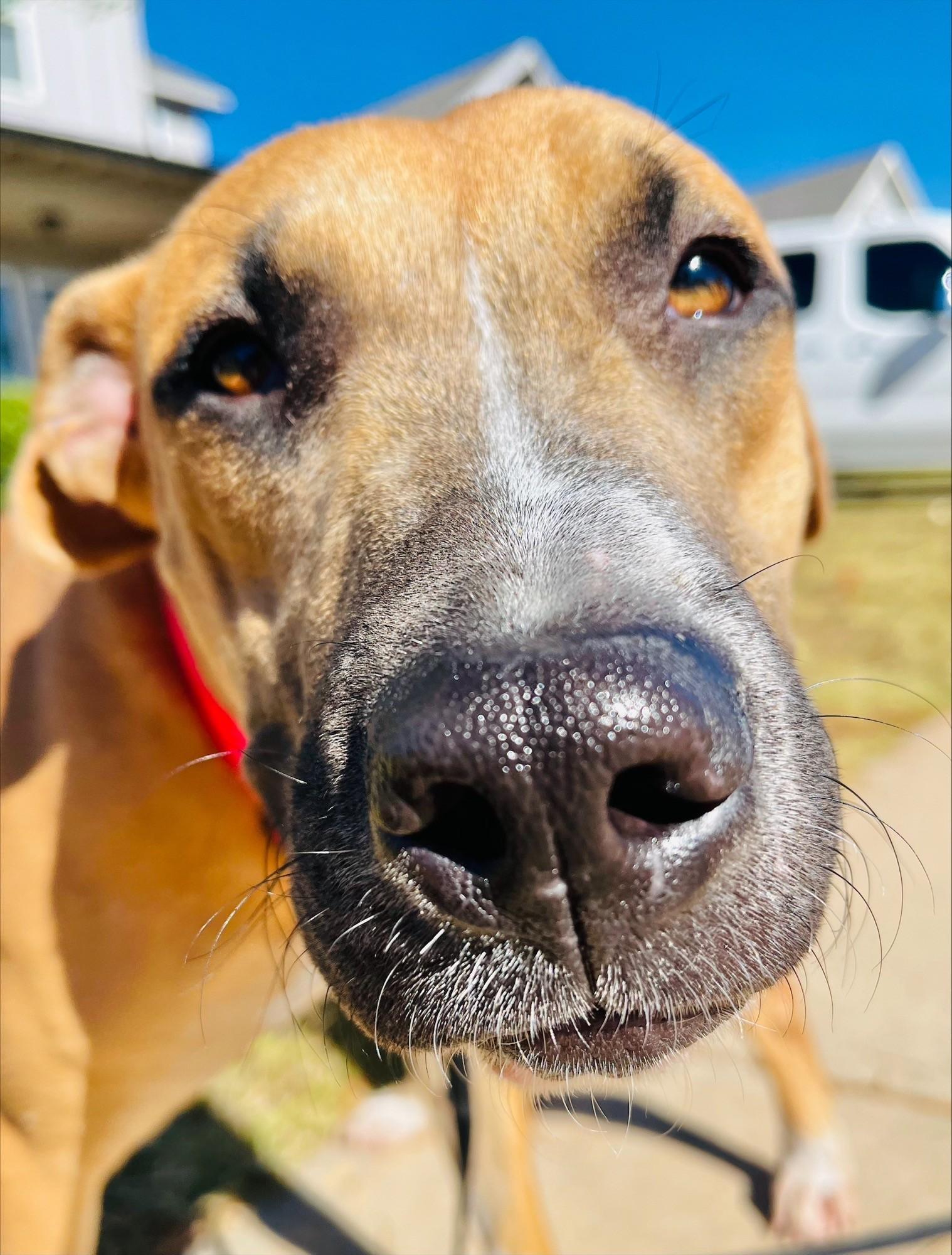 CALI 464442 FosterHomeHousebrokenCrateTrainedLovesDogsKids!