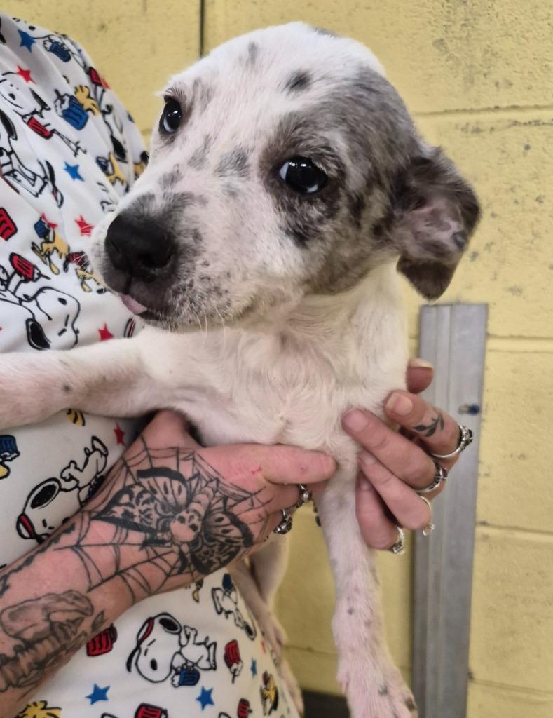 Lilac, Adopted, Puppy Female Cattle Dog.