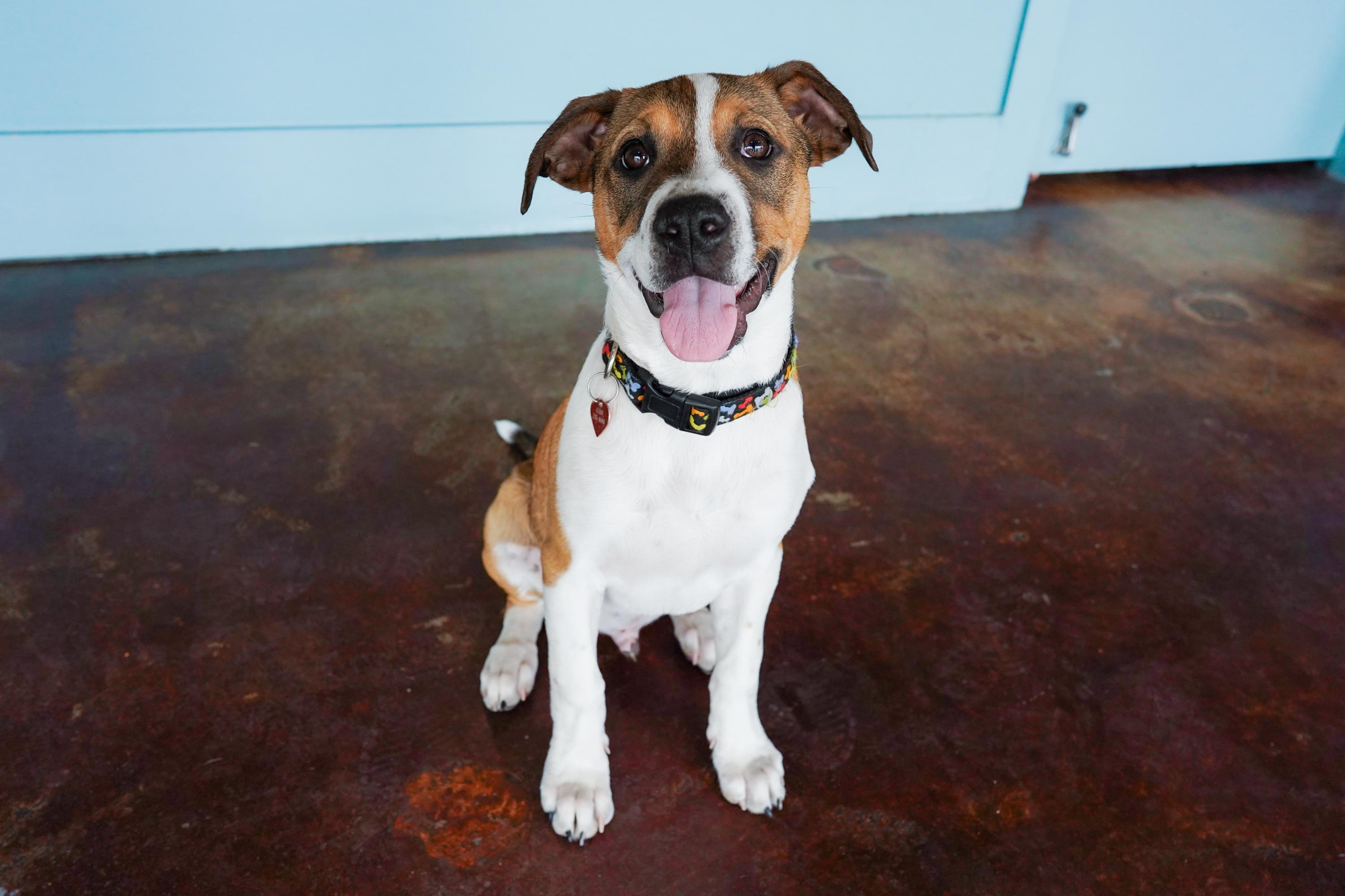 Herring, a ADOPTABLE mixed breed in San Antonio, TX image 1/4