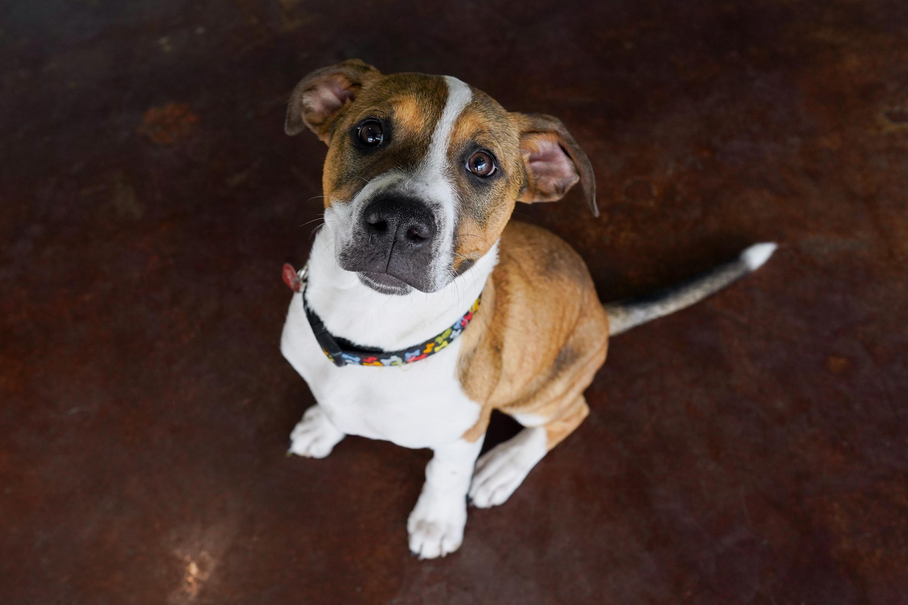 Herring, a ADOPTABLE mixed breed in San Antonio, TX image 2/4