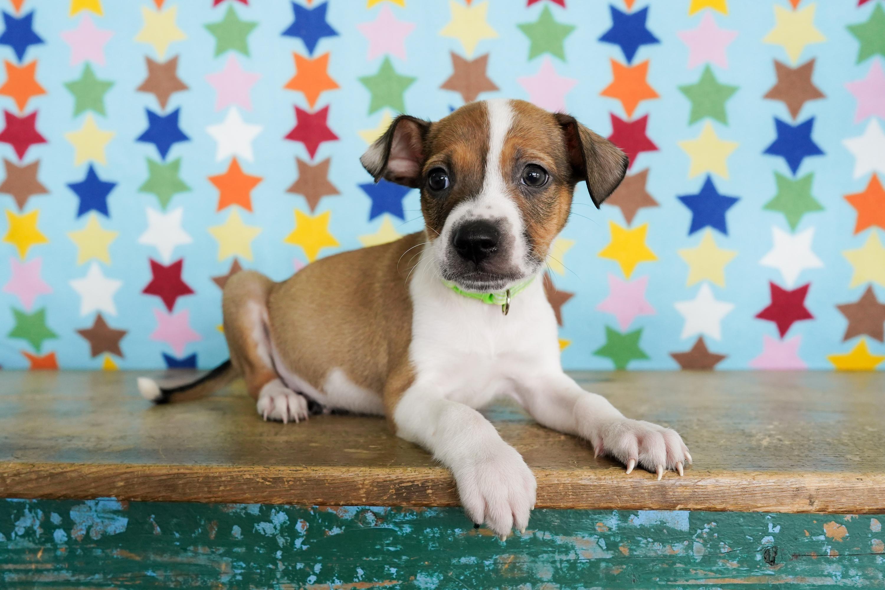 Enlarge Herring, a ADOPTABLE mixed breed in San Antonio, TX image 1/4
