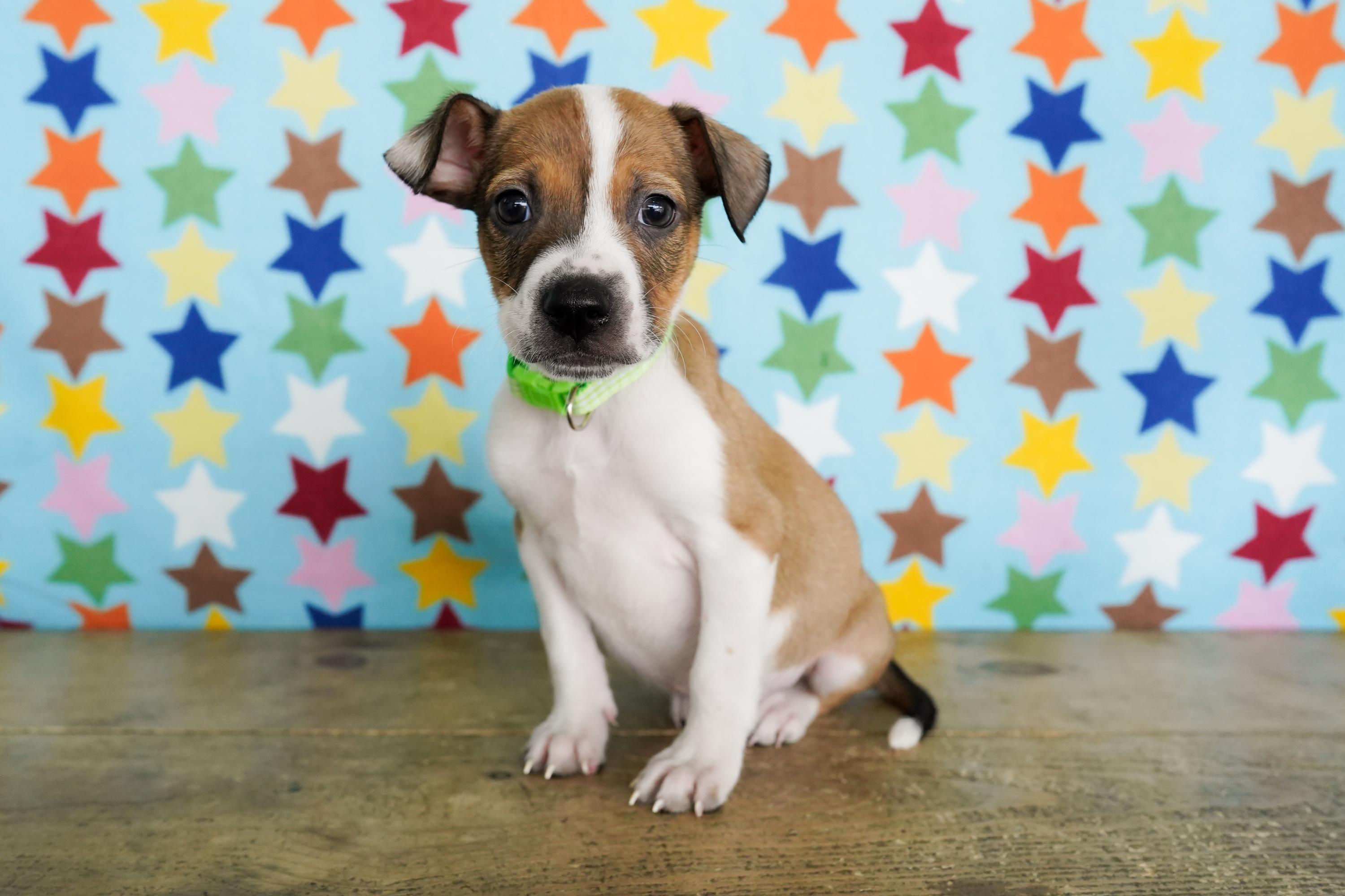 Enlarge Herring, a ADOPTABLE mixed breed in San Antonio, TX image 2/4