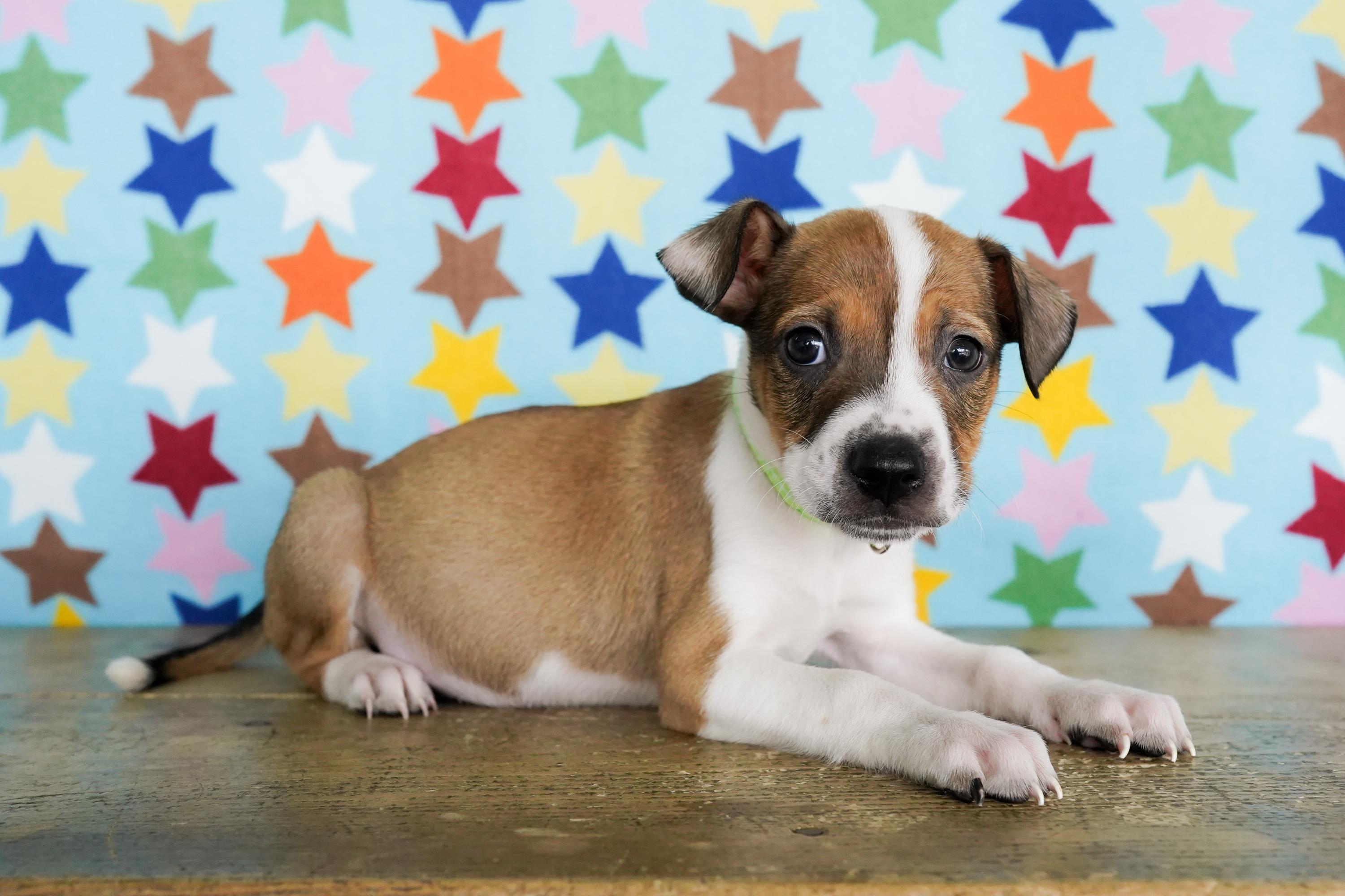 Enlarge Herring, a ADOPTABLE mixed breed in San Antonio, TX image 3/4