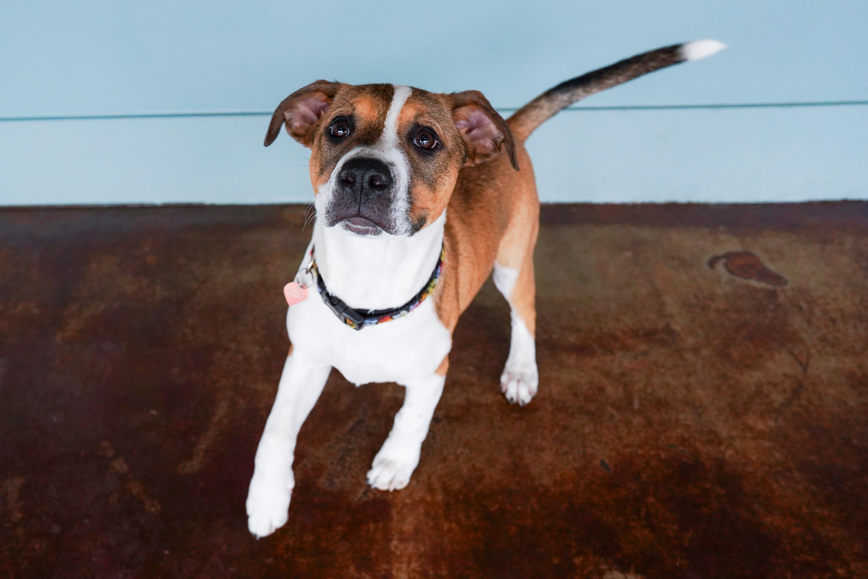 Herring, a ADOPTABLE mixed breed in San Antonio, TX image 4/4