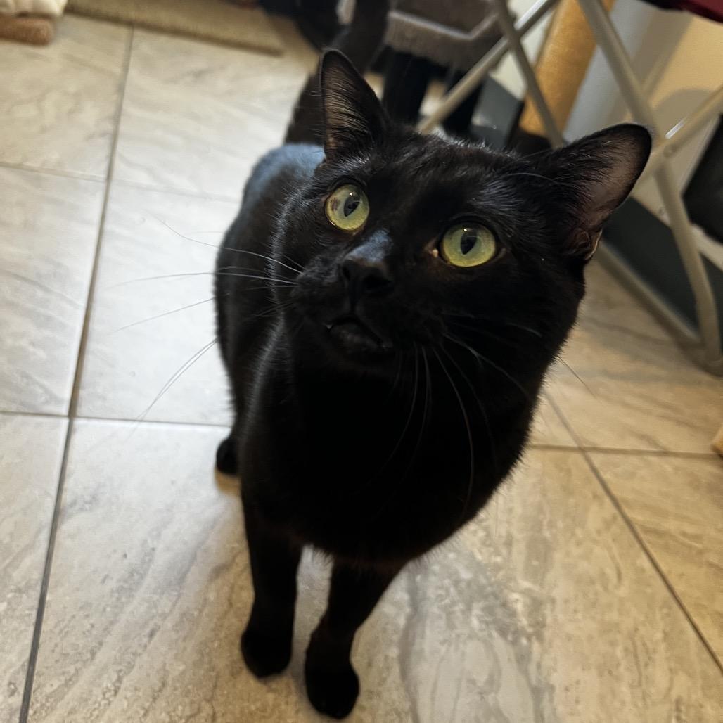 Enlarge Fred, a Adoptable Domestic Short Hair in Brighton, MO image 1/6