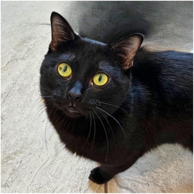 Enlarge Fred, a Adoptable Domestic Short Hair in Brighton, MO image 3/6