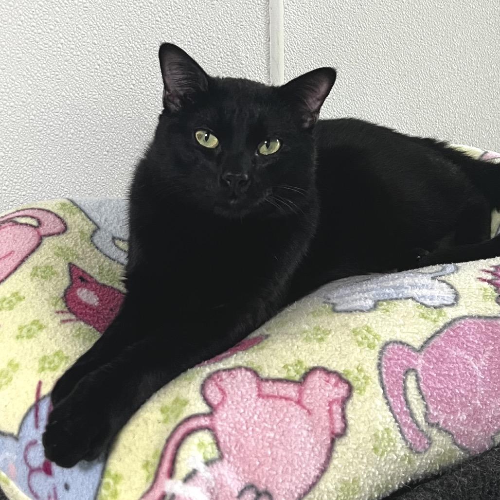 Enlarge Fred, a Adoptable Domestic Short Hair in Brighton, MO image 4/6