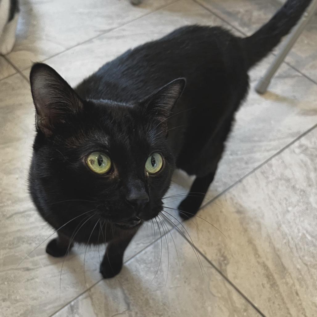 Enlarge Fred, a Adoptable Domestic Short Hair in Brighton, MO image 5/6