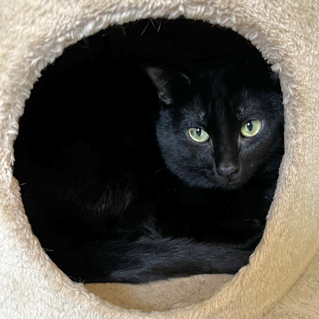 Enlarge Fred, a Adoptable Domestic Short Hair in Brighton, MO image 6/6