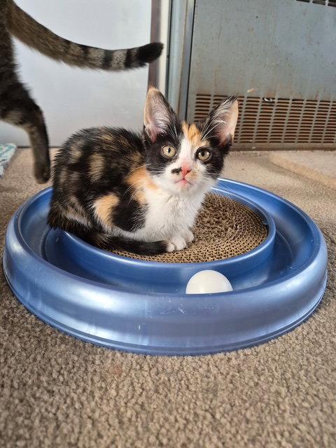 Echo, Adopted, Kitten Female Calico & Domestic Short Hair.