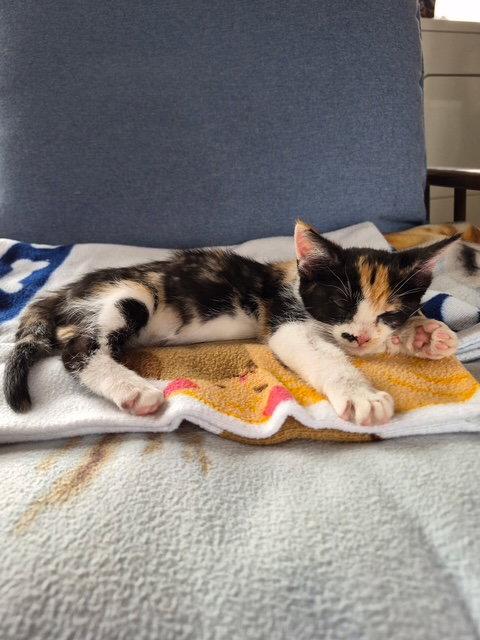 Echo, a Adopted mixed breed in Livonia, MI image 2/3