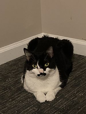 Enlarge Miss Tash, a Adoptable Domestic Short Hair in Claymont, DE image 1/4