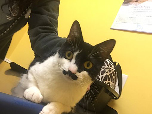 Enlarge Miss Tash, a Adoptable Domestic Short Hair in Claymont, DE image 2/4