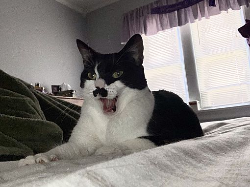 Enlarge Miss Tash, a Adoptable Domestic Short Hair in Claymont, DE image 3/4