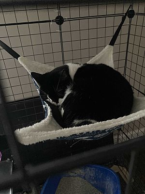 Enlarge Miss Tash, a Adoptable Domestic Short Hair in Claymont, DE image 4/4