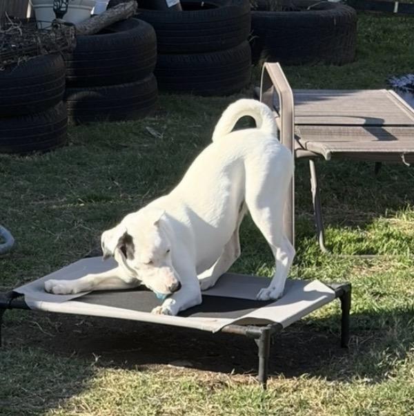 Amelia, a ADOPTABLE mixed breed in Temple, TX image 4/6