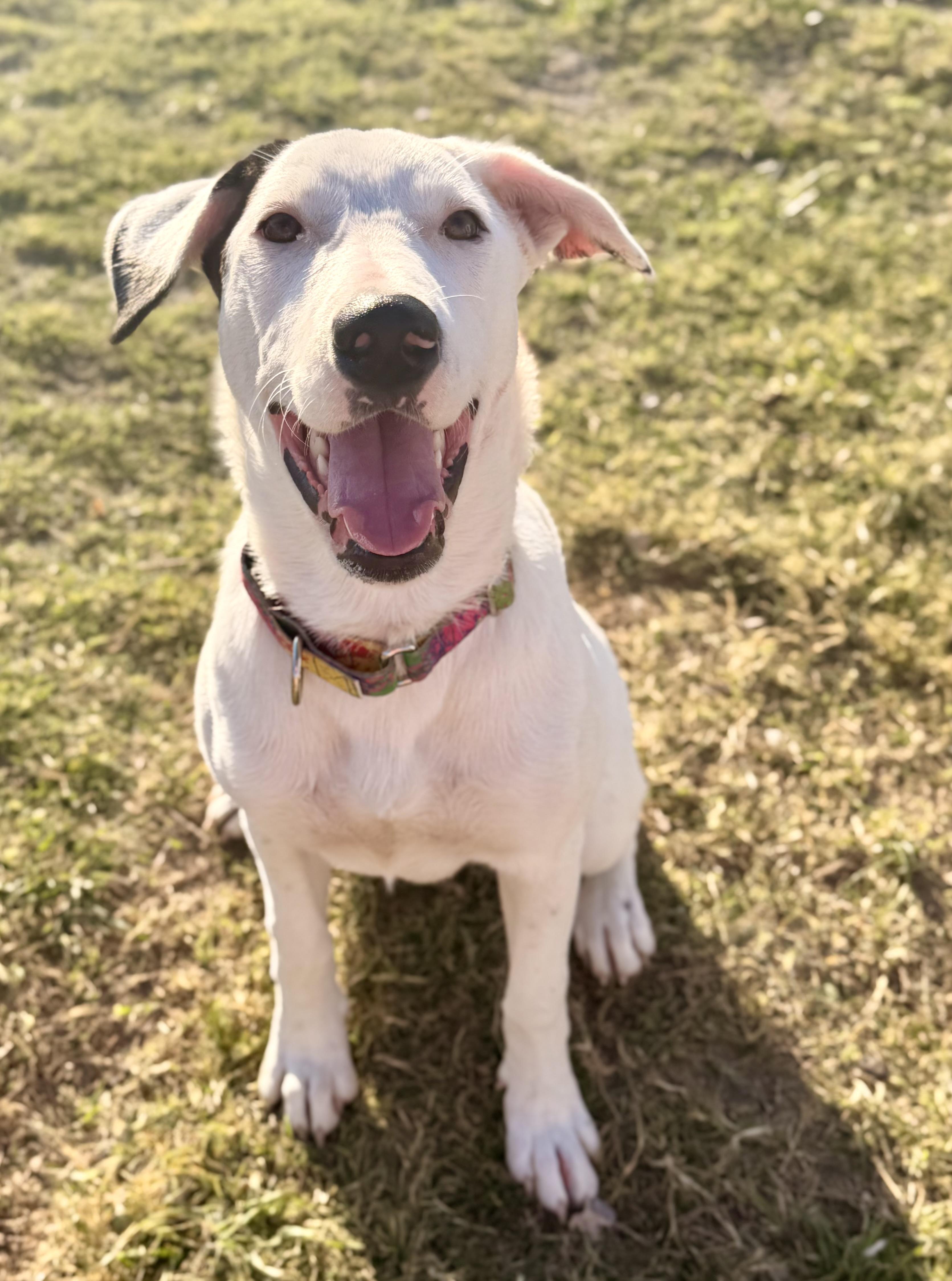 Amelia, a ADOPTABLE mixed breed in Temple, TX image 5/6