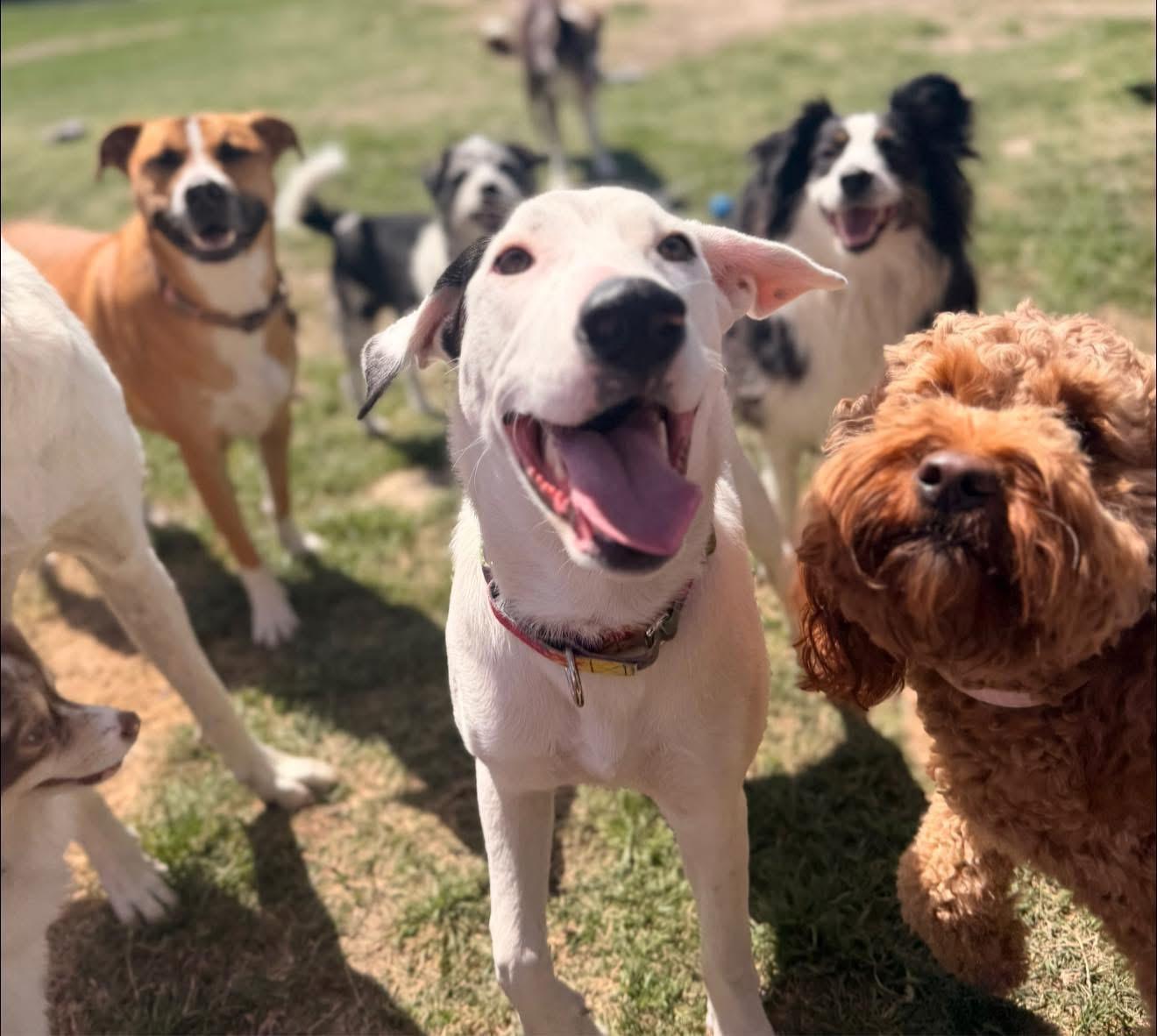 Amelia, a ADOPTABLE mixed breed in Temple, TX image 6/6