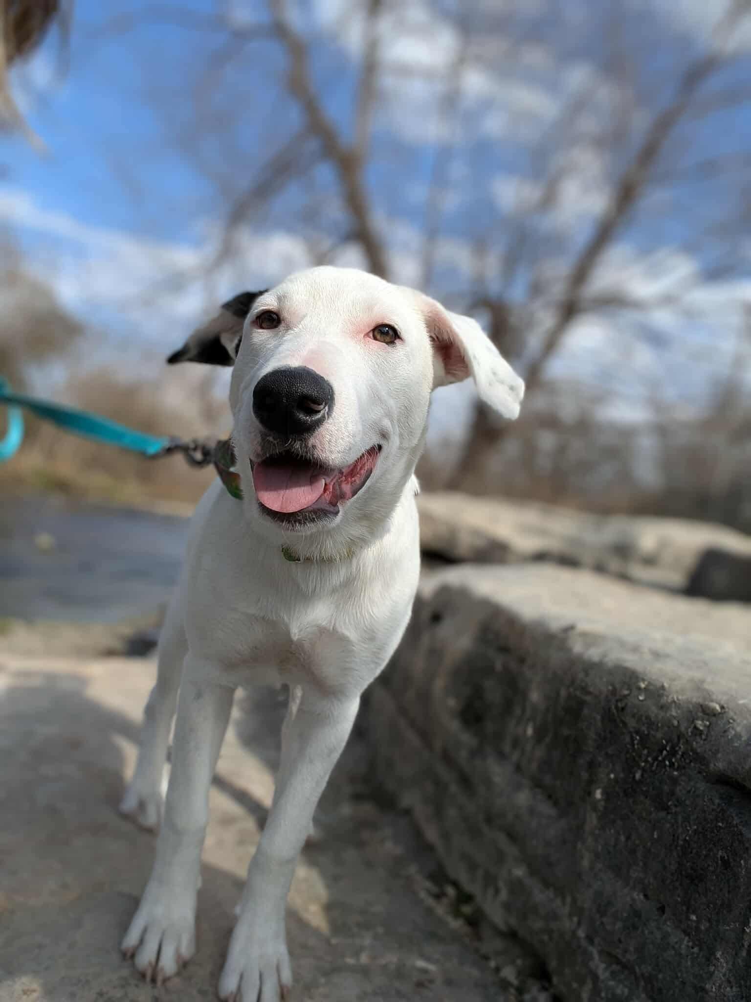 Amelia, a ADOPTABLE mixed breed in Temple, TX image 1/6