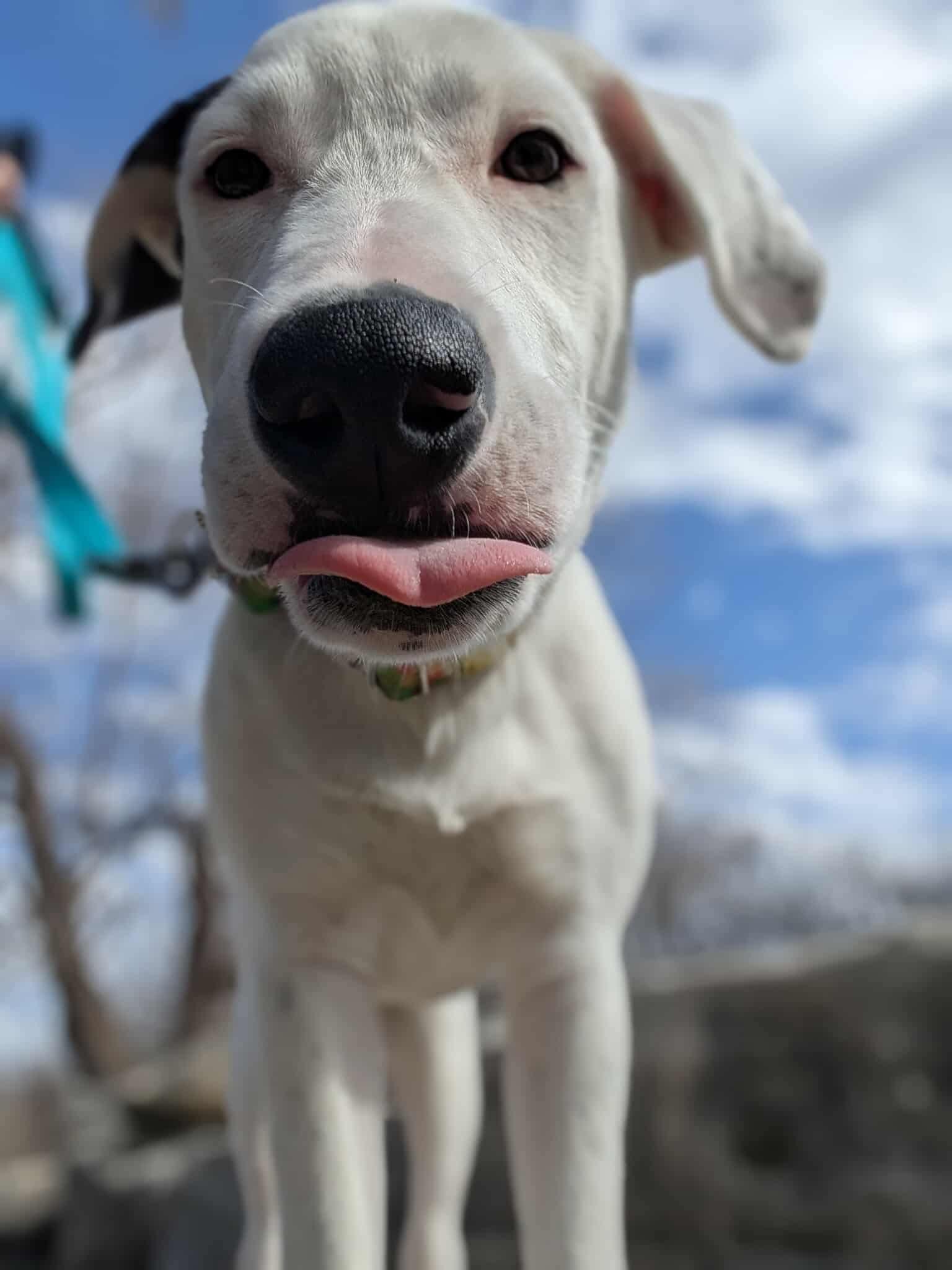 Amelia, a ADOPTABLE mixed breed in Temple, TX image 3/6