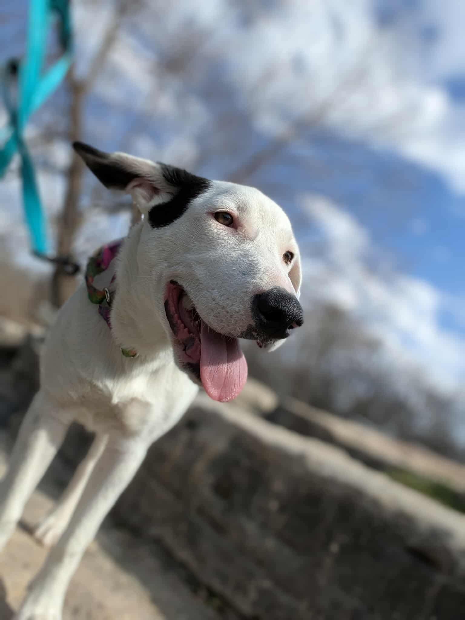 Amelia, a ADOPTABLE mixed breed in Temple, TX image 2/6