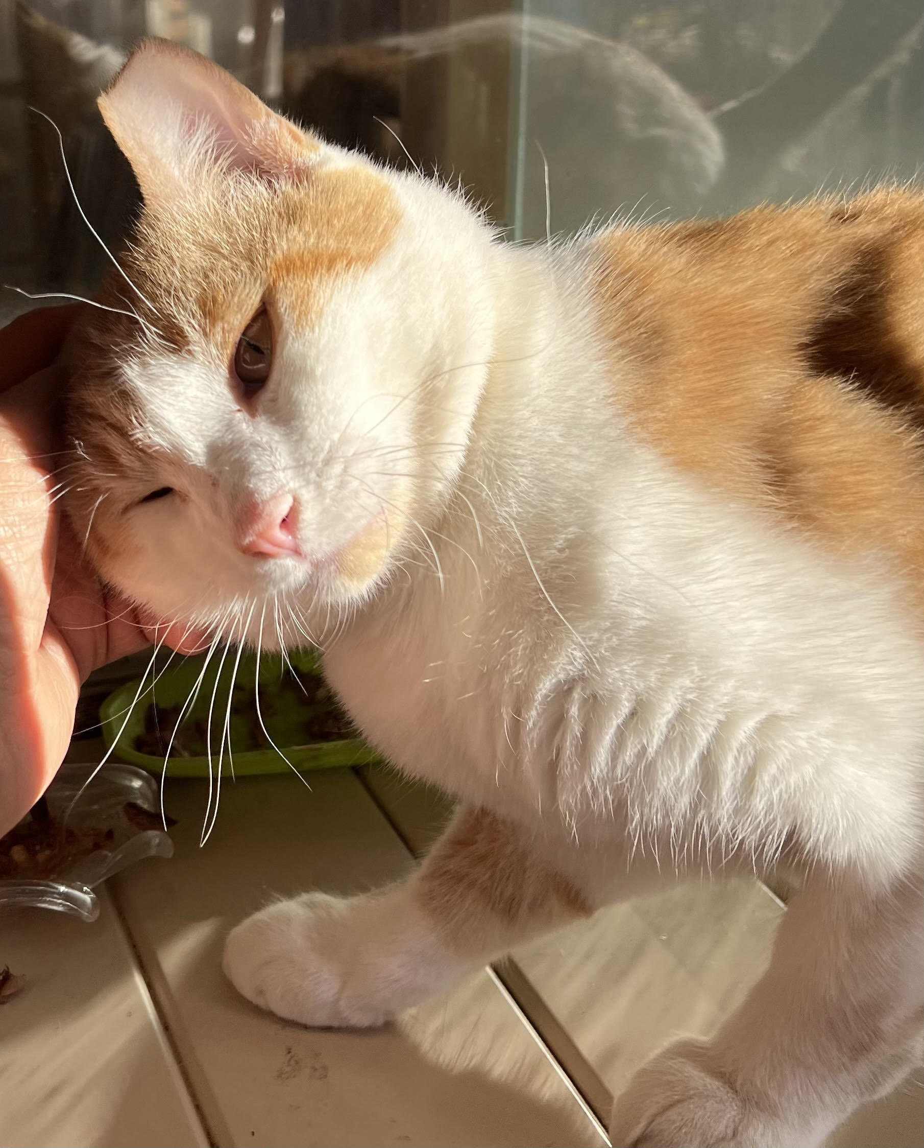 Enlarge Duncan, a Adoptable Domestic Medium Hair in Butte, MT image 2/3