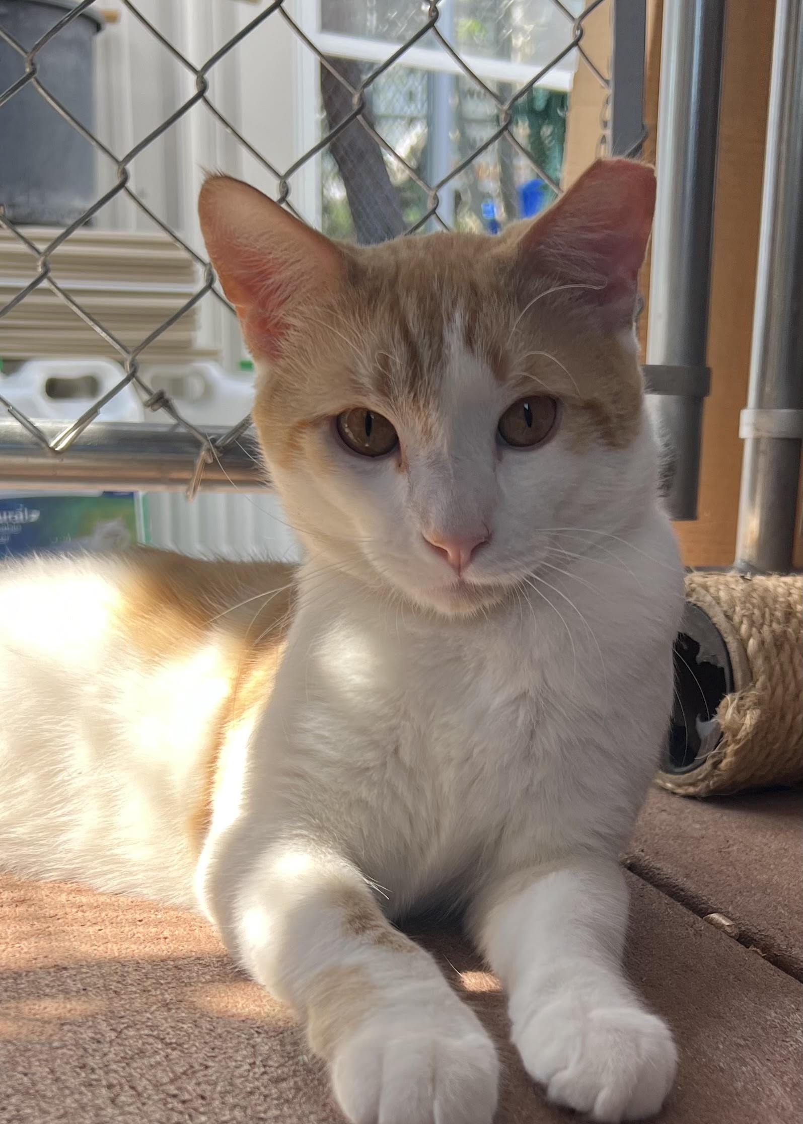 Duncan, Adoptable, Adult Male Domestic Medium Hair.