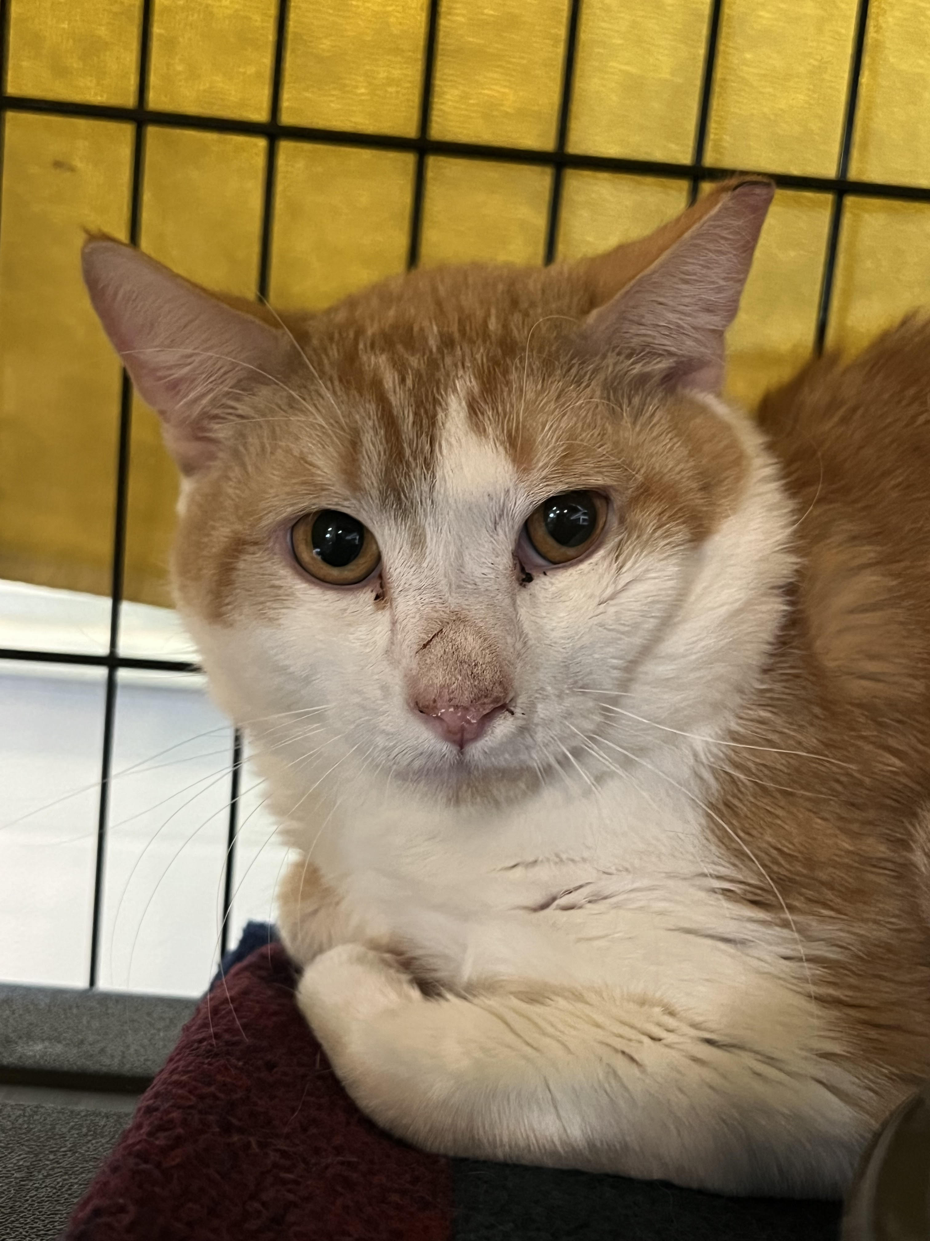 Enlarge Duncan, a Adoptable Domestic Medium Hair in Butte, MT image 3/3