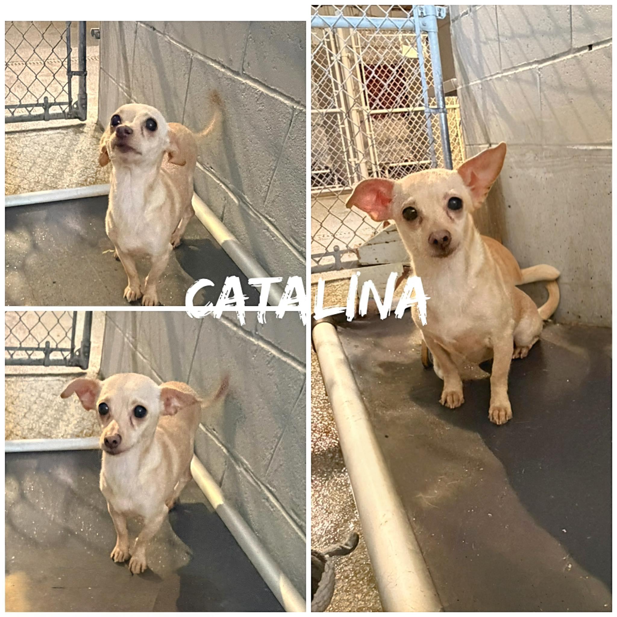 Enlarge Catalina, a ADOPTABLE Chihuahua in Saint James, MO image 1/2