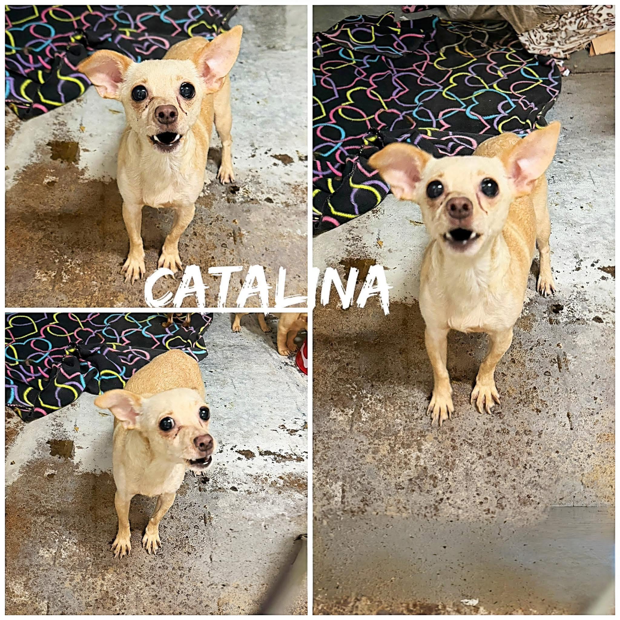 Enlarge Catalina, a ADOPTABLE Chihuahua in Saint James, MO image 2/2